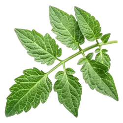 Imagen PNG para descargar